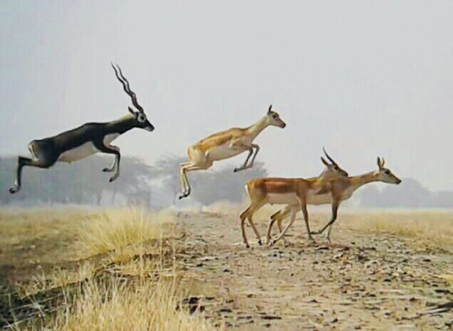 Blackbuck Sanctuary